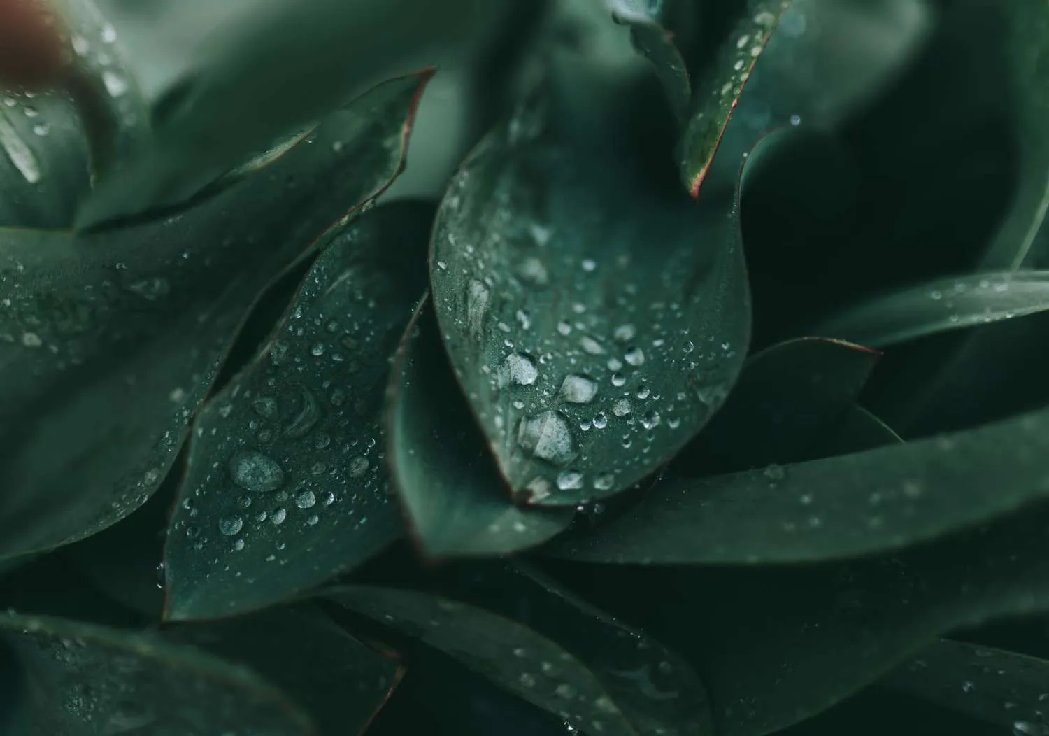 cole keister 8V1gfeaPP1Y unsplash