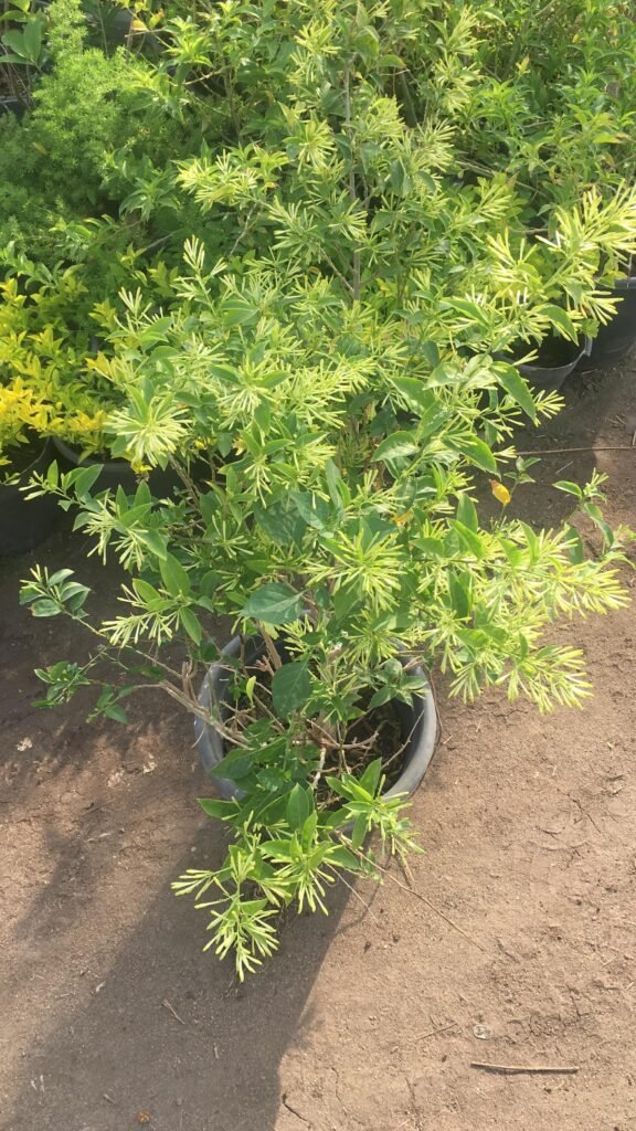 🌙✨ How to Care for Night Jasmine (Cestrum nocturnum) ✨🌿 WhatsApp Image 2025 03 10 at 06.42.07 df07b8b7