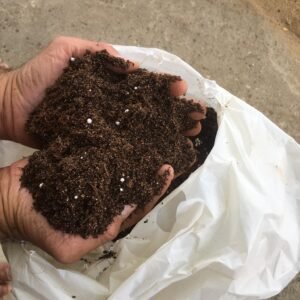 5 bags of peat moss + 1 free bag 482357901 575140252244940 679005361921287365 n