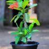 Euphorbia