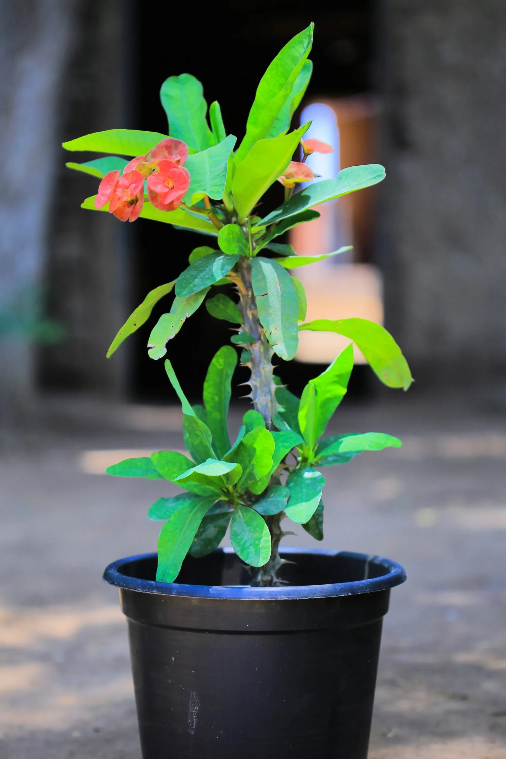 Euphorbia in 25 cm black Pot Euphorbia