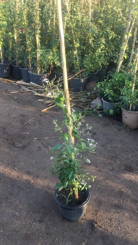 Istanbul Jasmine Plant 492008421 620094667749498 1698939105992687666 n