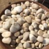 natural gravel 8 to 10kg bag white largee