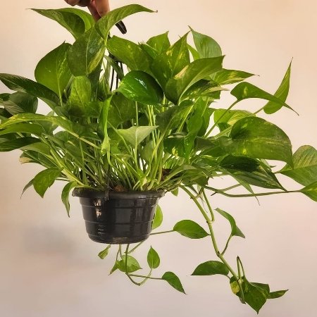 Pothos Plant Pothos Plant