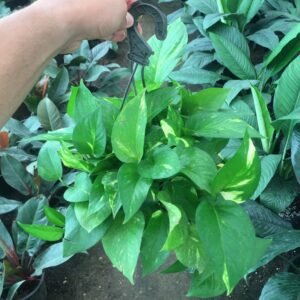 Pothos Plant بوتس