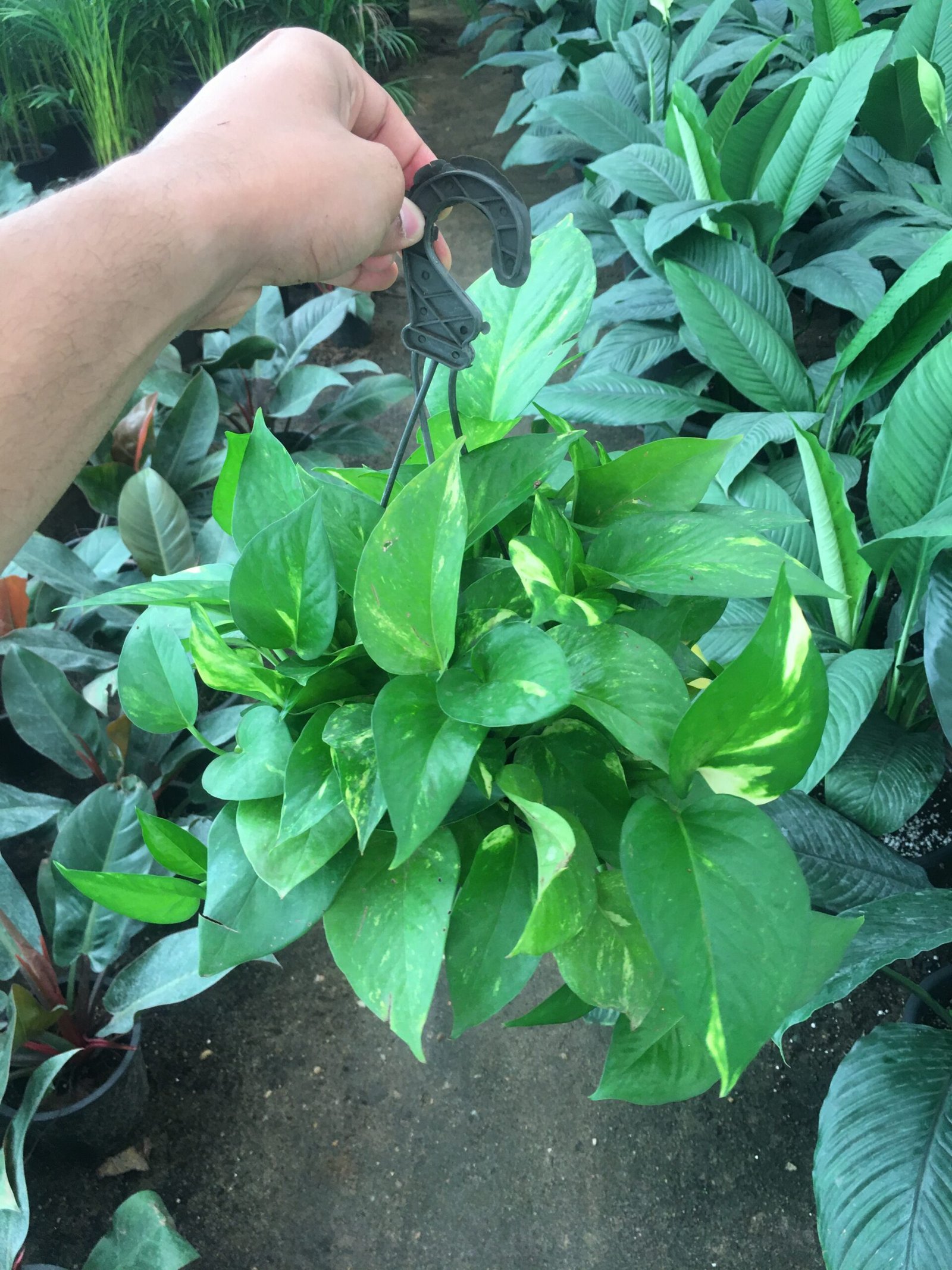 Pothos Plant Pothos Plant - Image 2