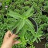 Saudi Mint Plant – 15cm Pot