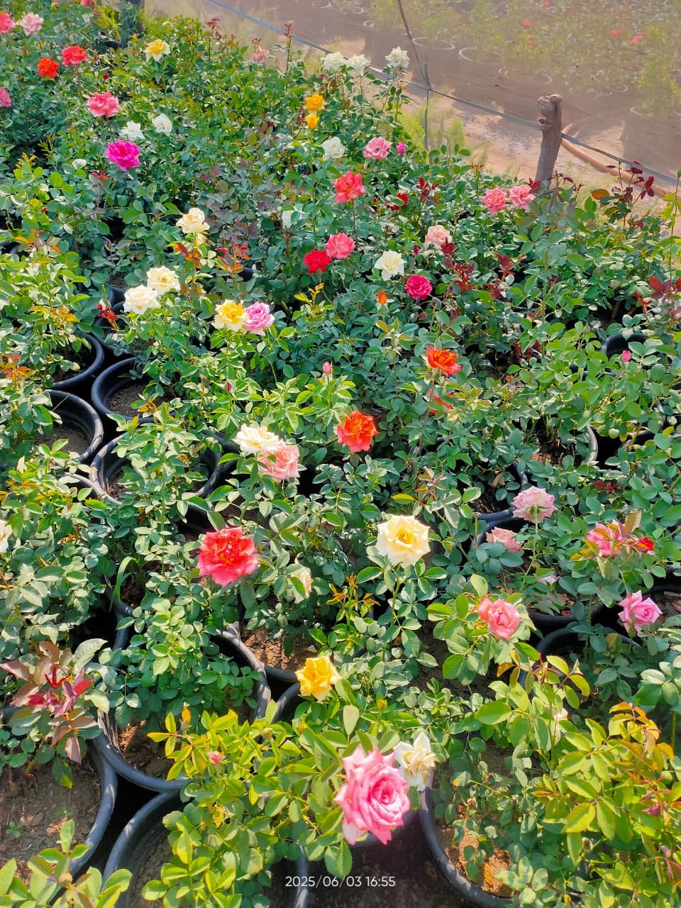 Damask Rose Plant – Local Variety Damask Rose Plant – Local Variety