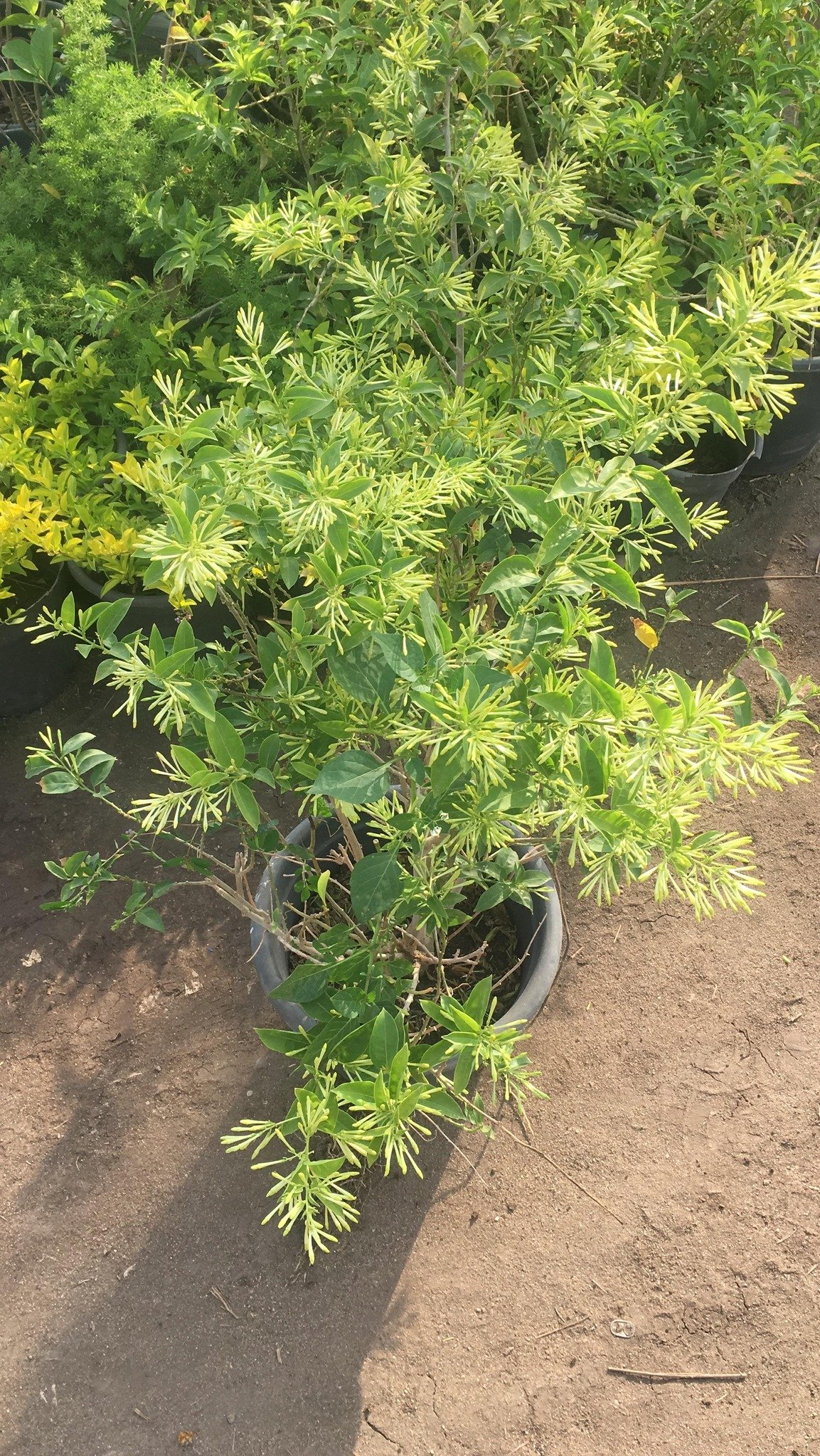 Night Jasmine Plant (Cestrum nocturnum) Night Jasmine Plant (Cestrum nocturnum)