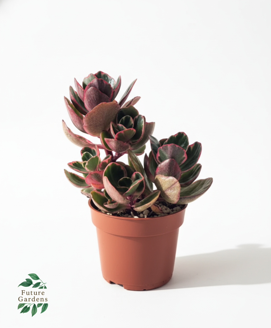 Kalanchoe Plant – Pot 12 cm Kalanchoe Plant – Pot 12 cm