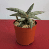 Sansevieria Eilensis – Pot 10 cm Sansevieria Eilensis – Pot 10 cm