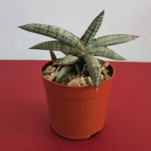 Sansevieria Eilensis – Pot 10 cm