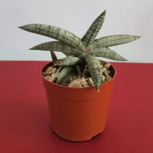 Sansevieria Eilensis – Pot 10 cm