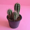 Pachycereus Cactus – Pot 10 cm Pot 10cm صبار الباكي سيرس