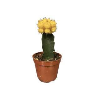 Yellow Moon Cactus (Gymnocalycium mihanovichii) – Pot 10 cm