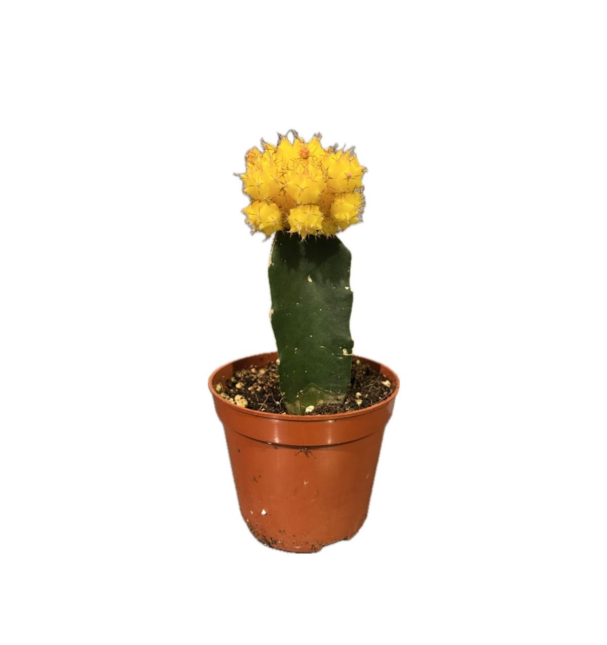 Yellow Moon Cactus (Gymnocalycium mihanovichii) – Pot 10 cm Yellow Moon Cactus (Gymnocalycium mihanovichii) – Pot 10 cm