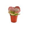 “Khod El-Gamil” Cactus (Small Barrel Cactus) – Pot 10 cm “Khod El-Gamil” Cactus (Small Barrel Cactus) – Pot 10 cm