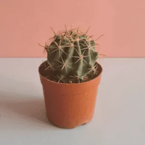 Small Ball Cactus – Pot 10 cm