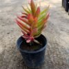 Small-Head Crassula – Pot 10 cm Small-Head Crassula – Pot 10 cm