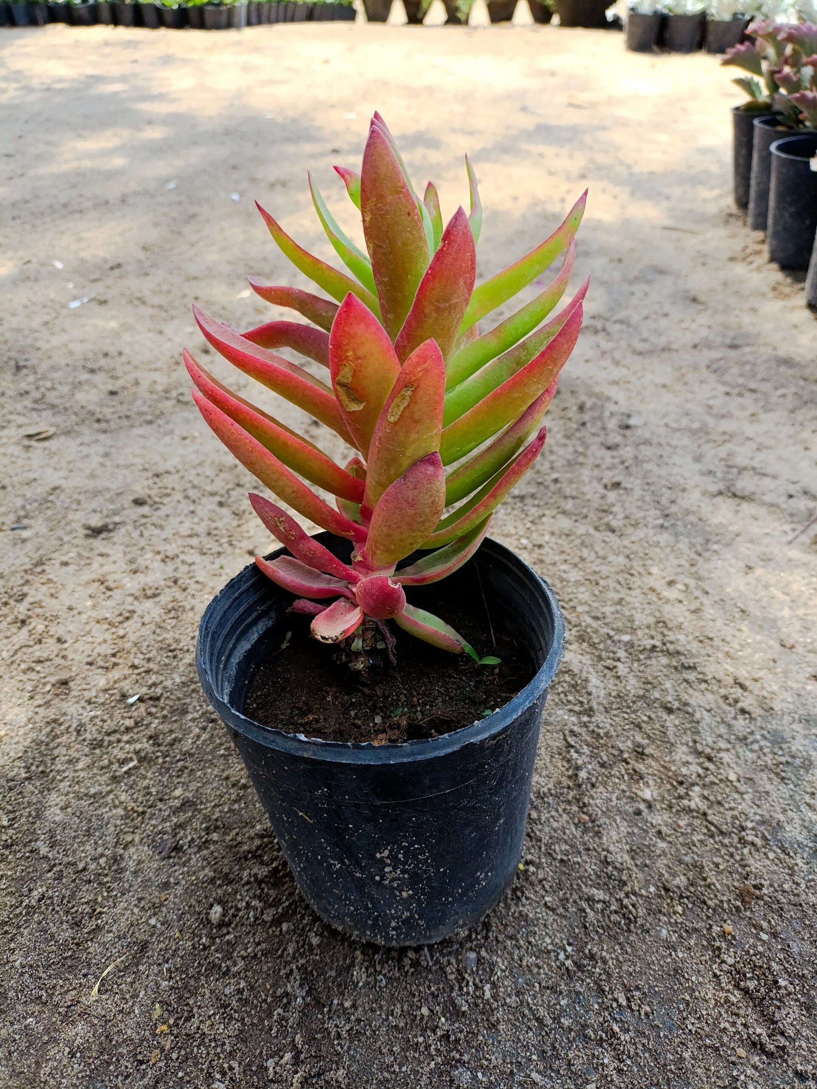 Small-Head Crassula – Pot 10 cm Small-Head Crassula – Pot 10 cm