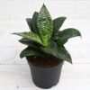 pot 10cm نبات الثعبان