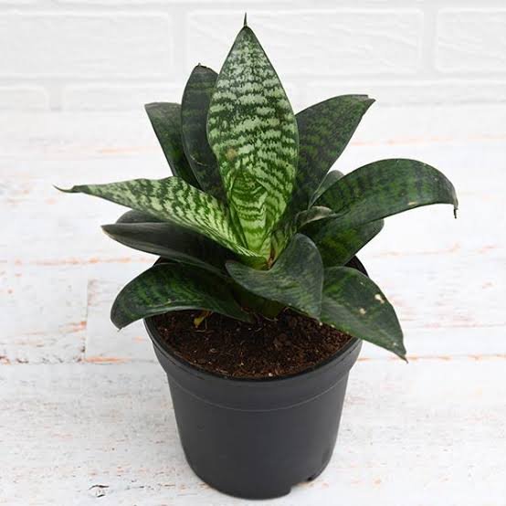 Snake Plant (Sansevieria) – Pot 10 cm pot 10cm نبات الثعبان