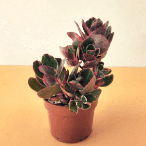 Kalanchoe Plant – Pot 12 cm Kalanchoe Plant – Pot 12 cm