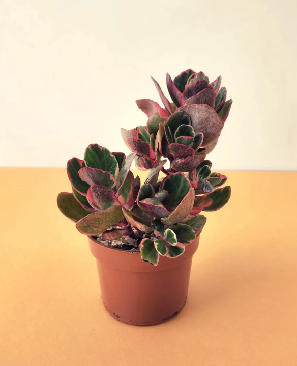 Kalanchoe Plant – Pot 12 cm Kalanchoe Plant – Pot 12 cm