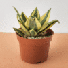 Yellow Snake Plant (Sansevieria) – Pot 12 cm Yellow Snake Plant (Sansevieria) – Pot 12 cm
