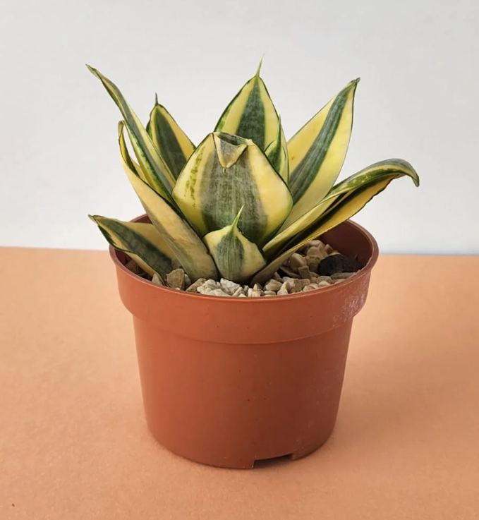 Yellow Snake Plant (Sansevieria) – Pot 12 cm Yellow Snake Plant (Sansevieria) – Pot 12 cm