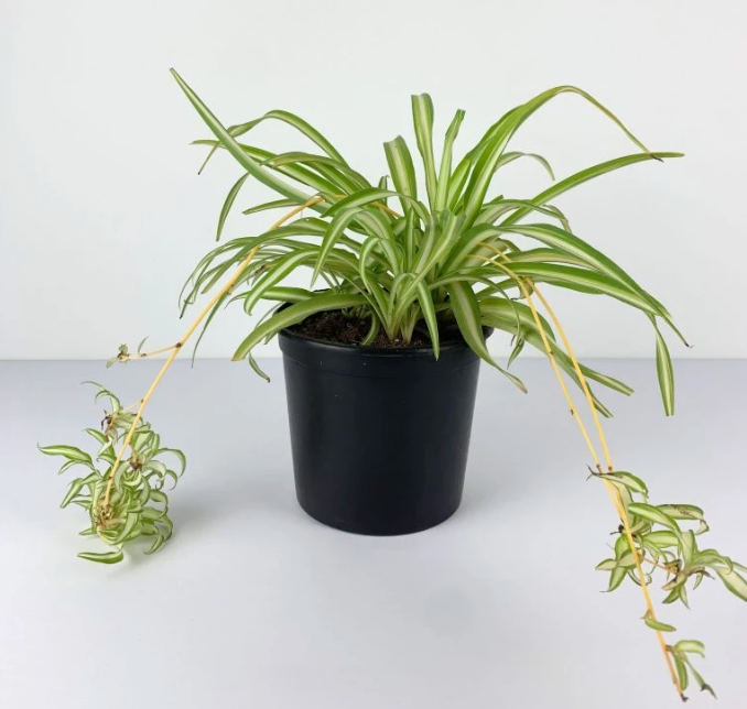 Spider Plant (Chlorophytum comosum) – Pot 15 cm pot 15cm نبات العنكبوت
