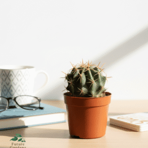 Small Ball Cactus – Pot 10 cm small ball cactus