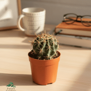 Small Ball Cactus – Pot 10 cm small ball cactus pot 10 cm