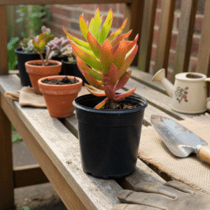 Small-Head Crassula – Pot 10 cm small head crassula pot 10 cm