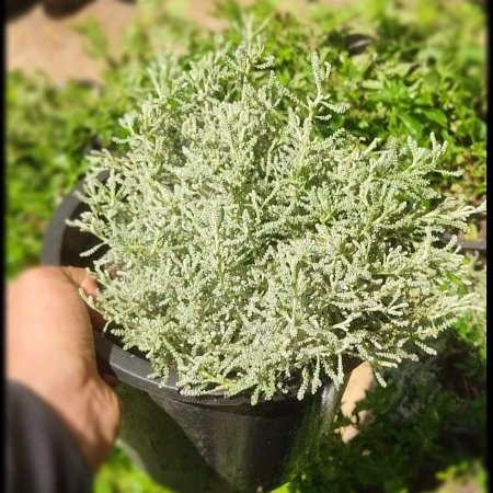 Wormwood (Artemisia) Plant – Pot 15 cm Wormwood (Artemisia) Plant – Pot 15 cm