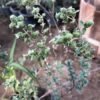 Marjoram Plant – Pot 15 cm