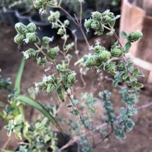 Marjoram Plant – Pot 15 cm