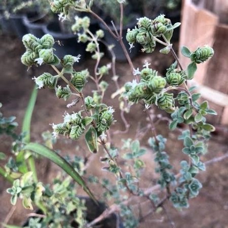 Marjoram Plant – Pot 15 cm Marjoram Plant – Pot 15 cm
