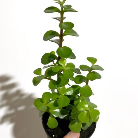 Baby Tears (Peperomia Rotundifolia) – Pot 10 cm Baby Tears (Peperomia Rotundifolia) – Pot 10 cm