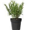 Rosemary Plant – Pot 15 cm روزماري
