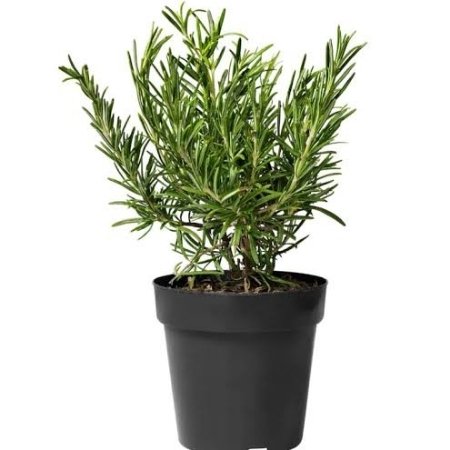 Rosemary Plant – Pot 15 cm Rosemary Plant – Pot 15 cm