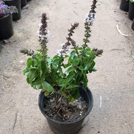Basil Plant – Pot 20 cm Basil Plant – Pot 20 cm