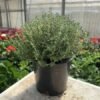 Thyme Plant – Pot 15 cm Thyme Plant – Pot 15 cm