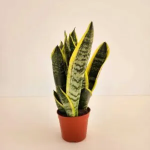 سانسيفيريا تريفيسياتا Pots 13cm & 15cm