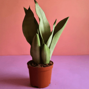سنسفيريا ضوء القمر pot 15cm