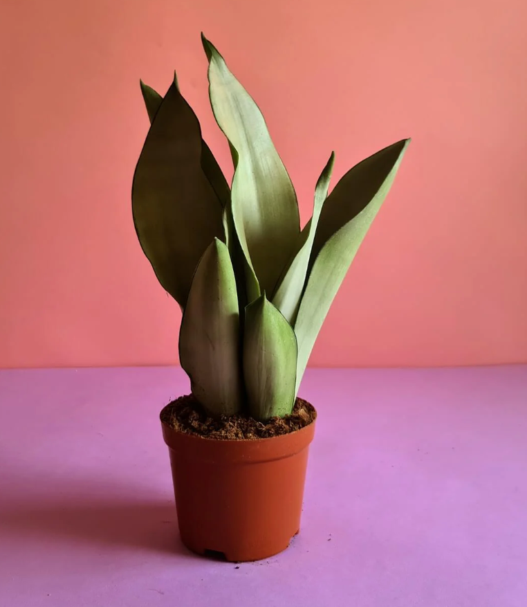 Sansevieria Moonshine – Pot 15 cm سنسفيريا ضوء القمر pot 15cm