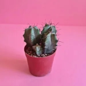 Ghost Plant (Graptopetalum paraguayense) – Pot 15 cm