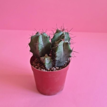 Ghost Plant (Graptopetalum paraguayense) – Pot 15 cm Ghost Plant (Graptopetalum paraguayense) – Pot 15 cm