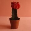 صبار القمر الأحمر pot 10cm