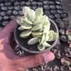 Crassula Arborescens (Silver Jade Plant) – Pot 10 cm Crassula Arborescens (Silver Jade Plant) – Pot 10 cm